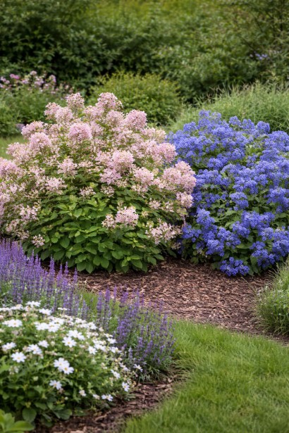 Ceanothus Perle Rose використання в саду